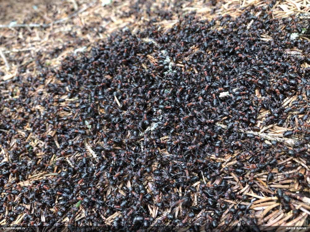 Rūsganā meža skudra