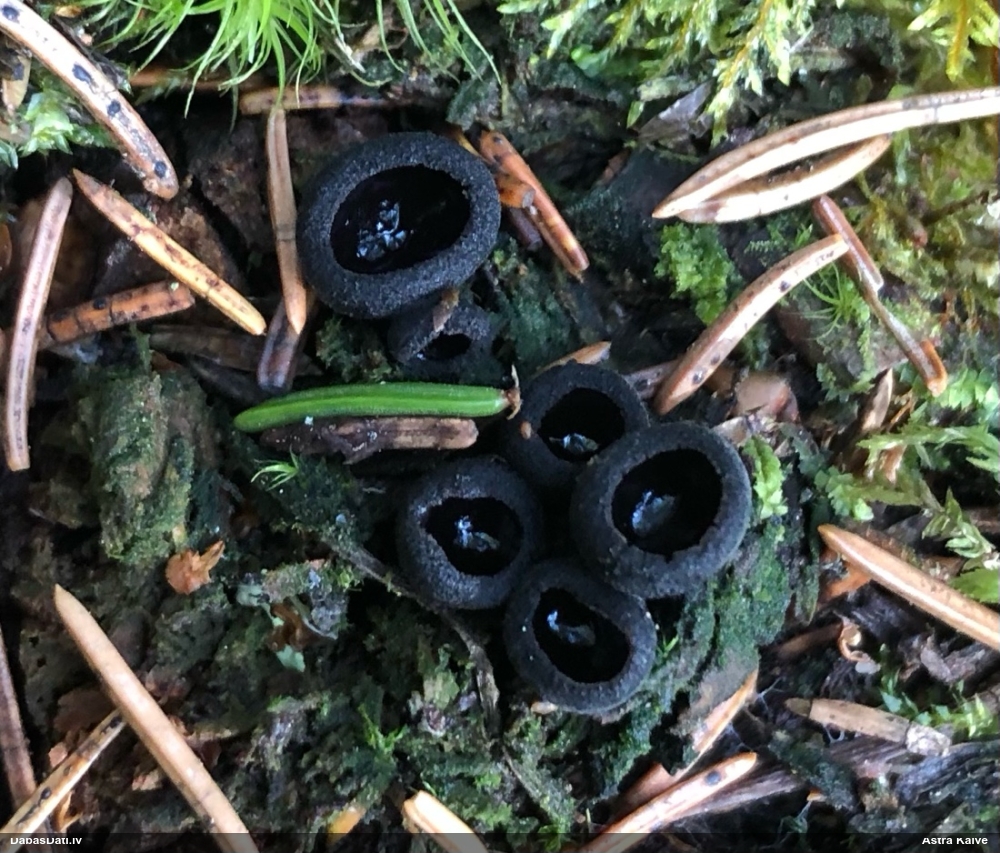 Melnā spožkausene (pseidoplektānija)