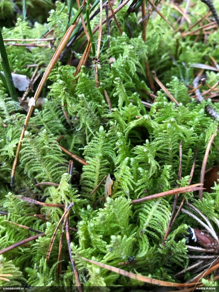 Parastā straussūna