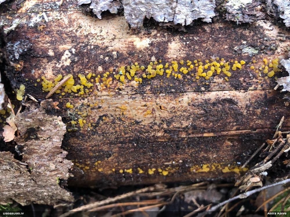 лимонно-желтая калицелла