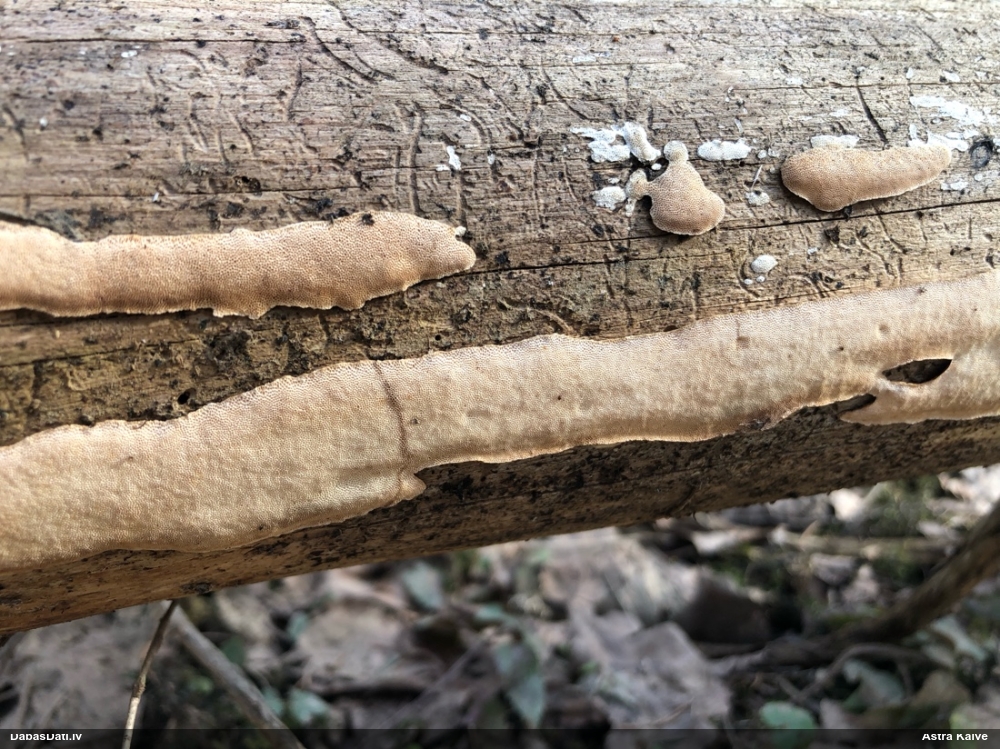 Klājeniska sēne (nenoteikta)