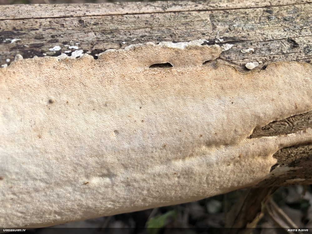 Klājeniska sēne (nenoteikta)