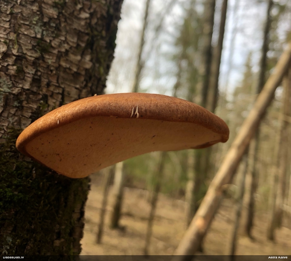 березовый Трутовик