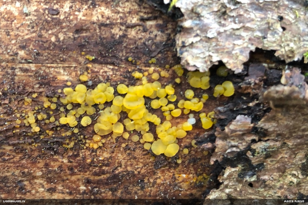 лимонно-желтая калицелла