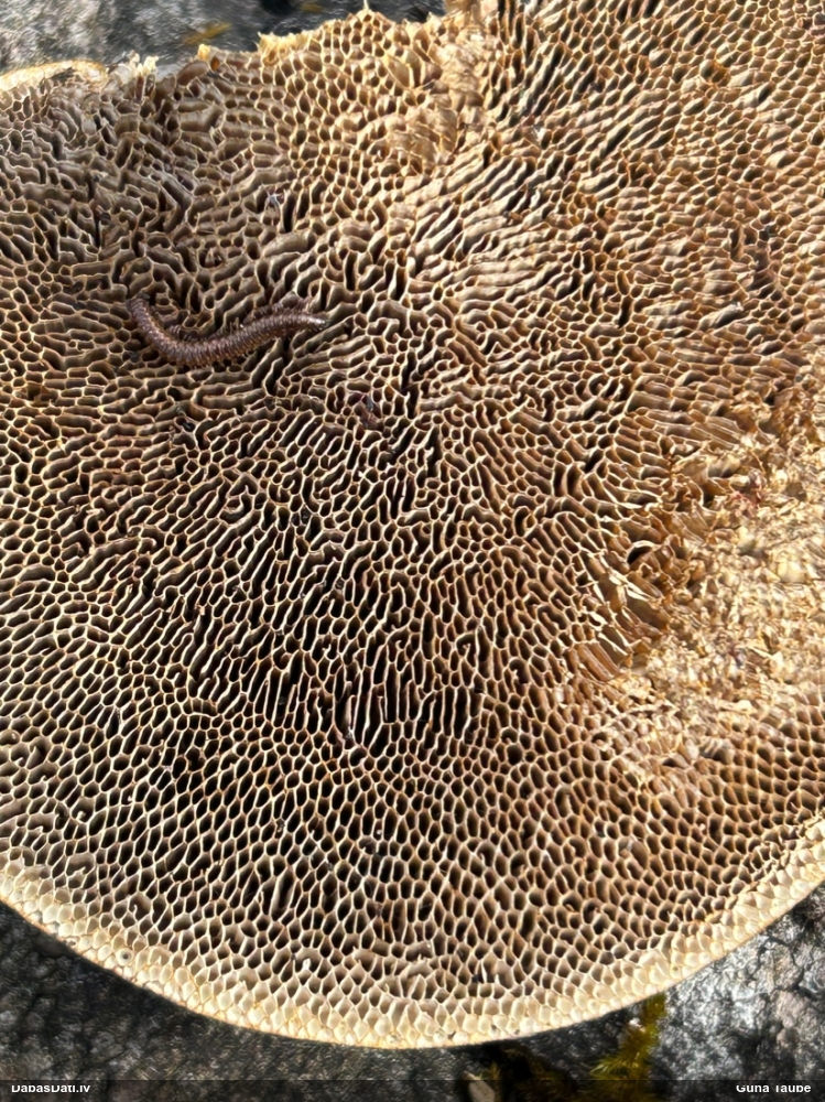 Parastā labirintpiepe