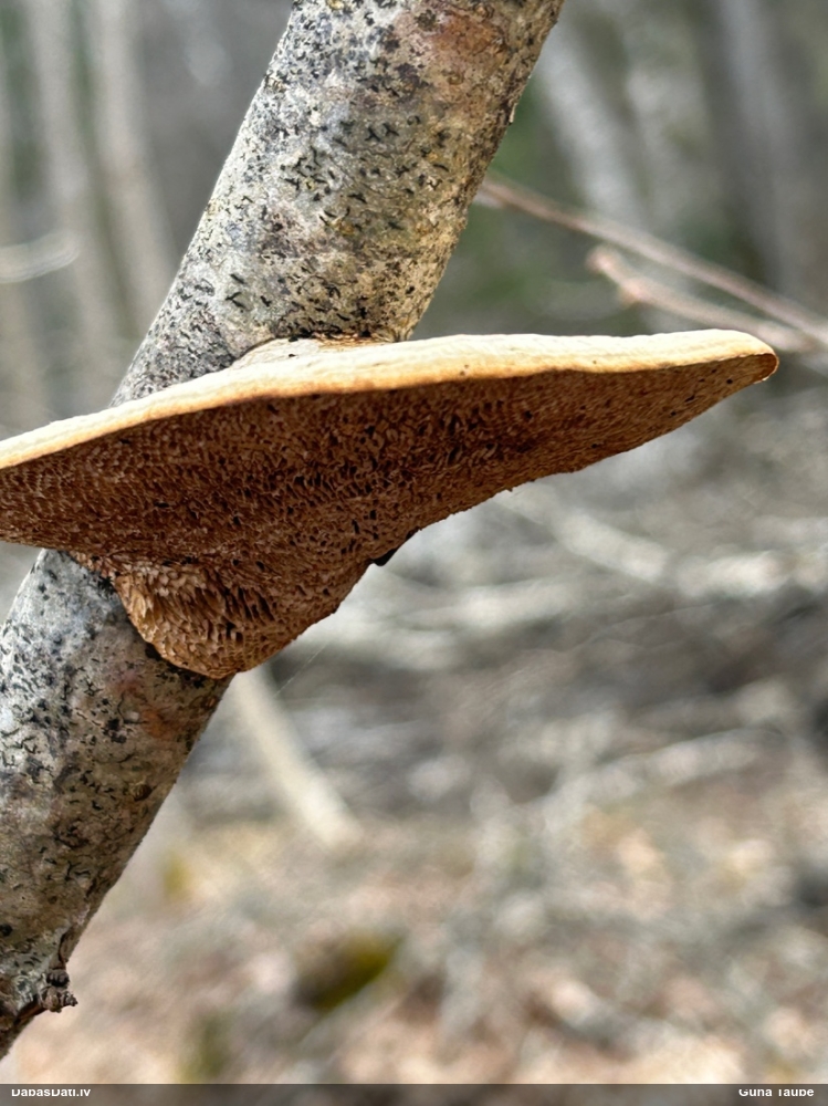 Parastā labirintpiepe