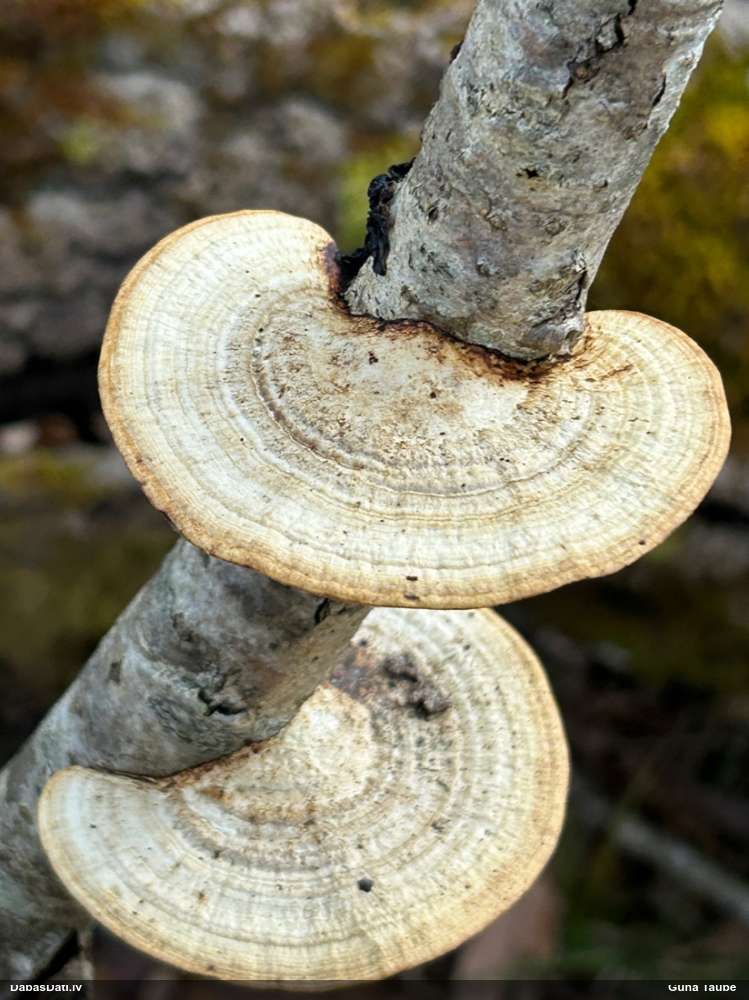 Parastā labirintpiepe