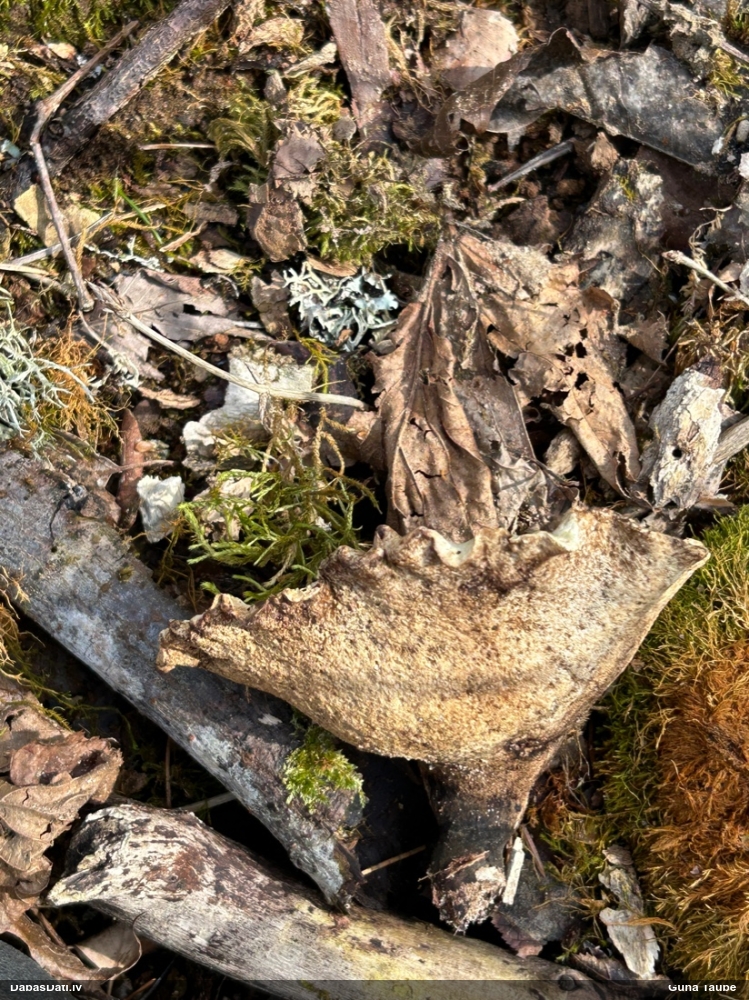 Mainīgā kātiņpiepe