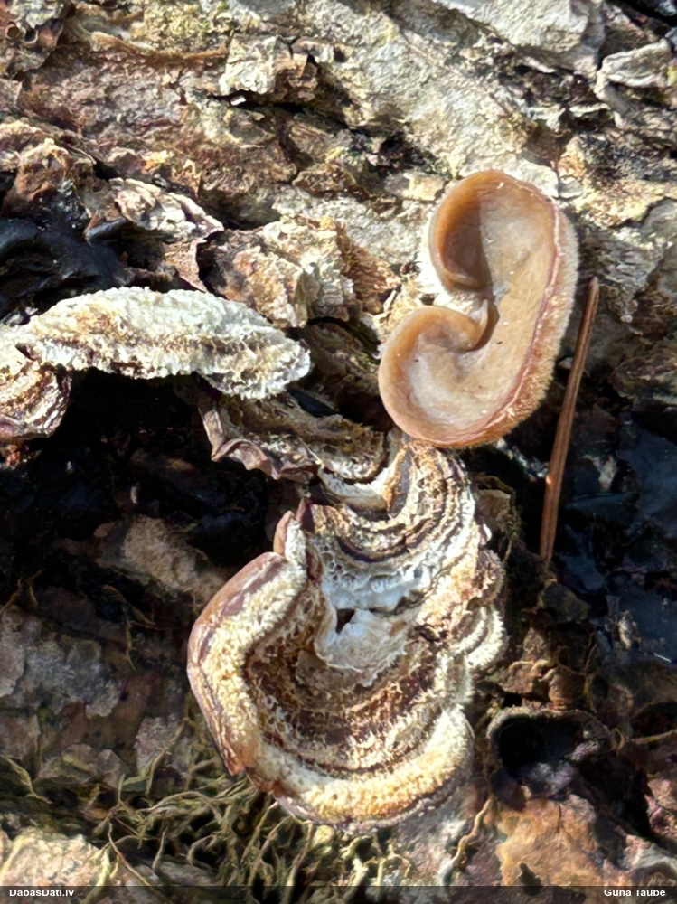 пленчатая аурикулярия