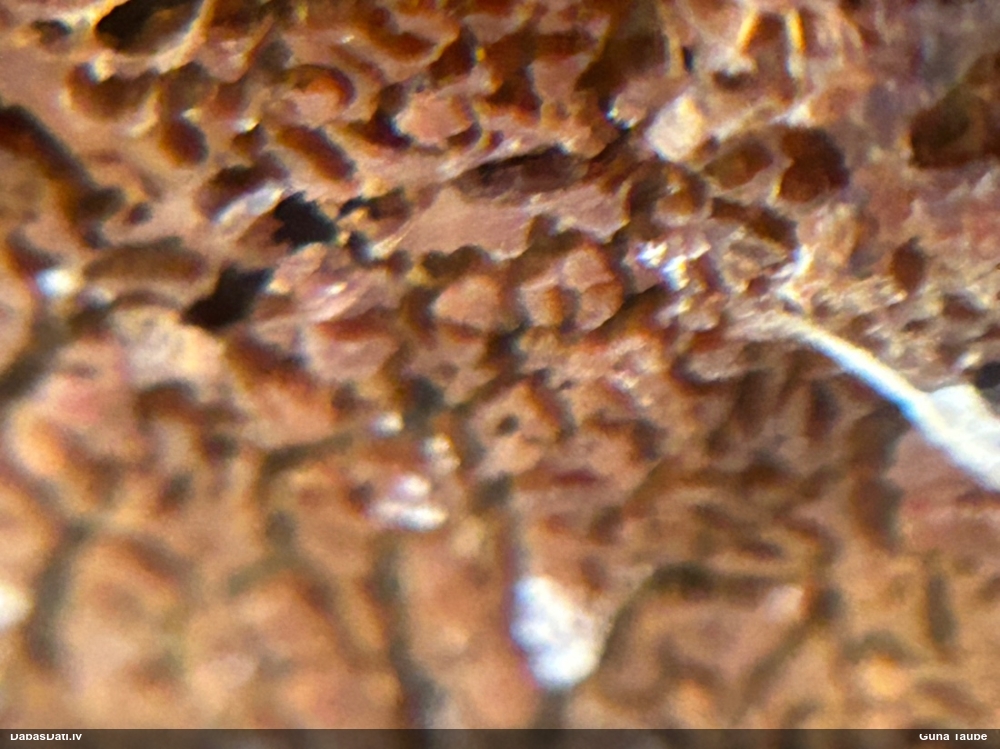 Klājeniska sēne (nenoteikta)