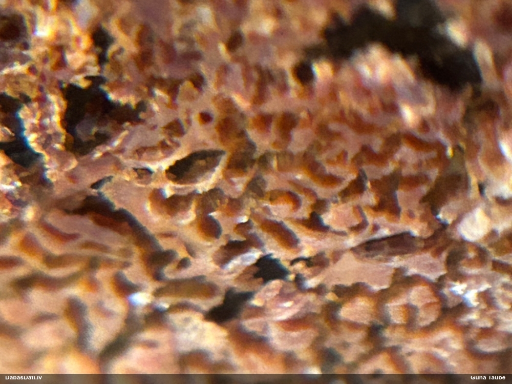 Klājeniska sēne (nenoteikta)