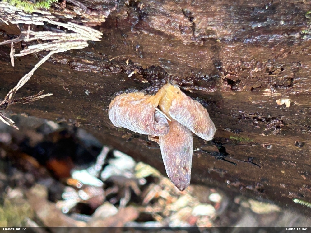 Vēlā pundurkamolene