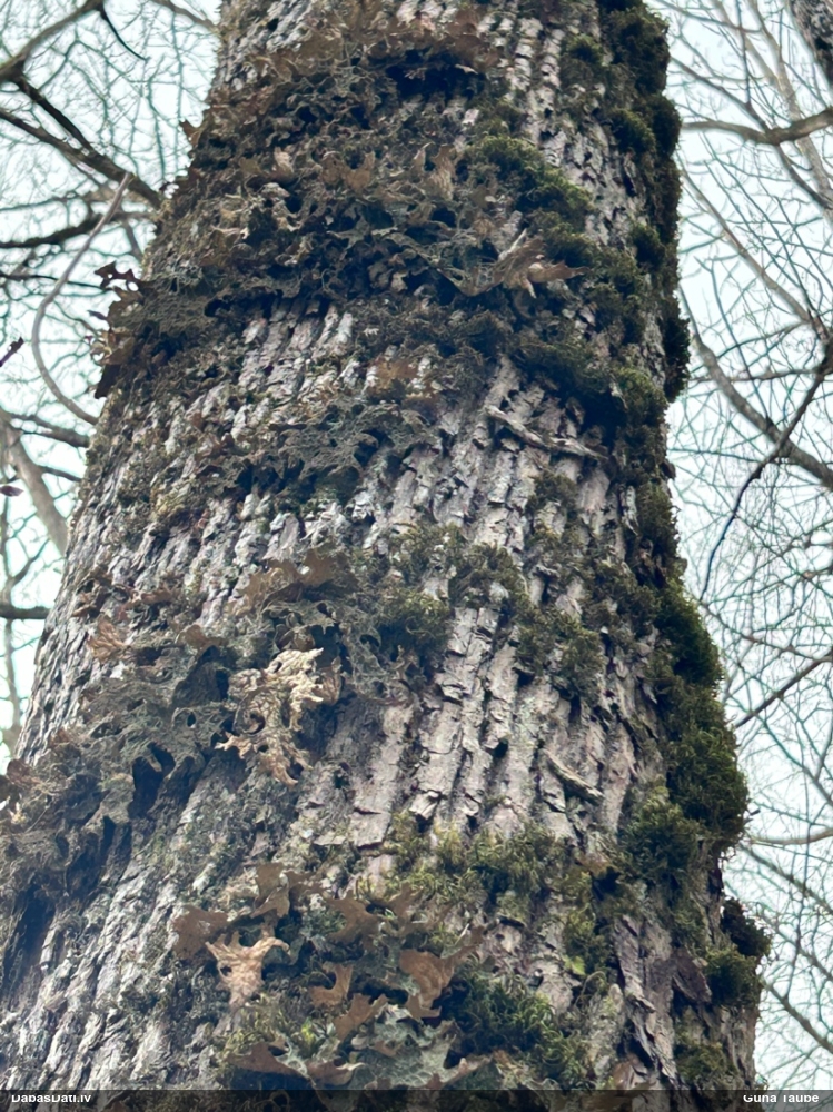 Parastais plaušķērpis