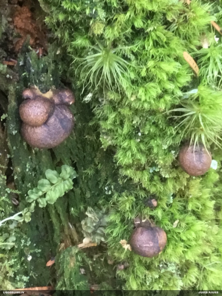 Vilkpienaine (nenoteikta)