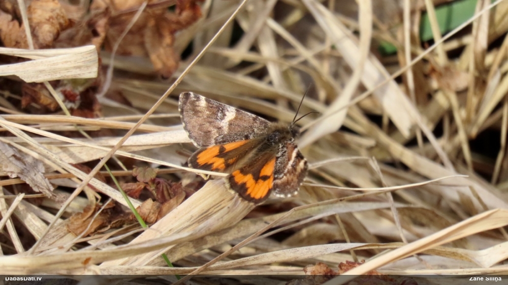 Bērzu pavasarsprīžmetis