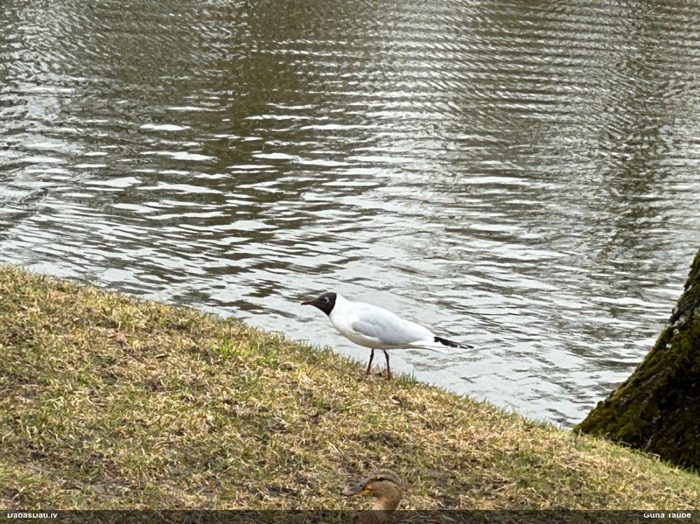 озерная чайка