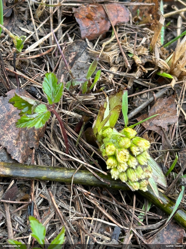 белокопытник ложный