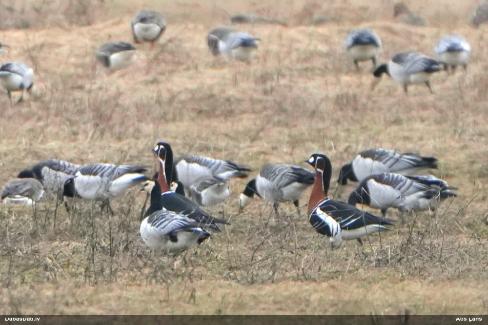 краснозобая казарка