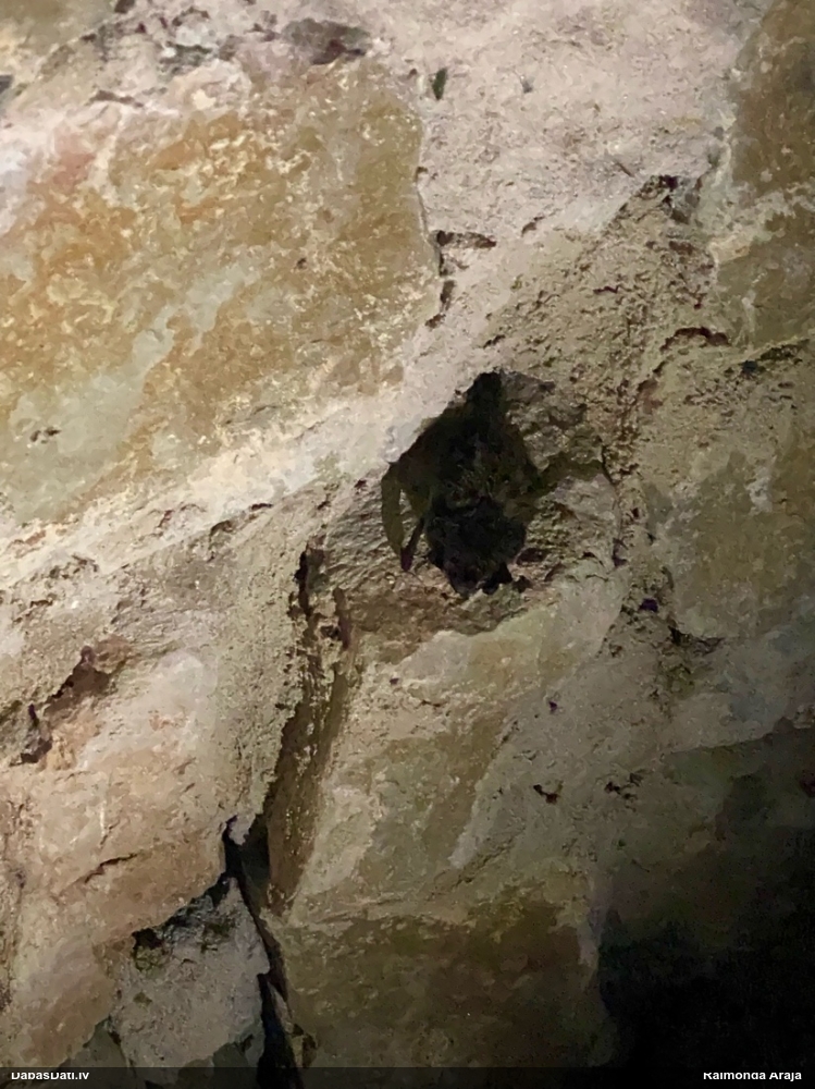 северный кожан