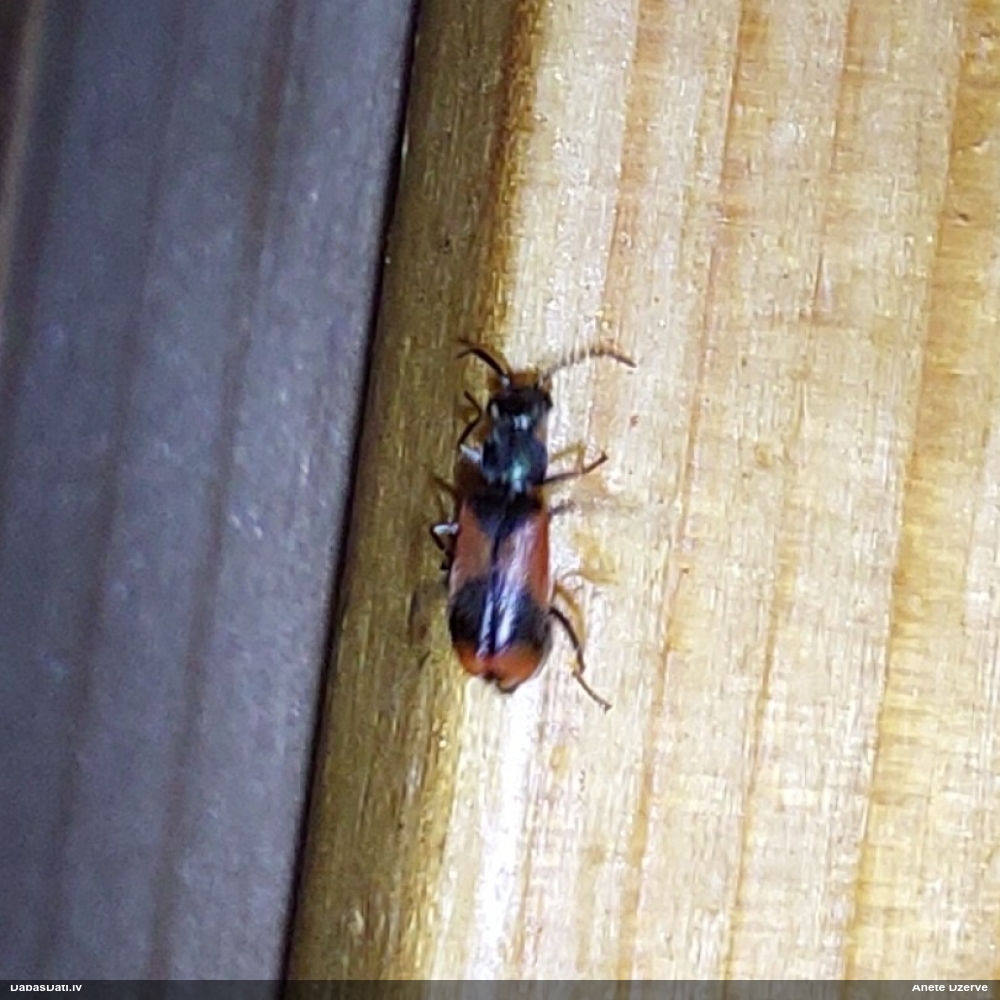 Māņmīkstspārnis Anthocomus equestris