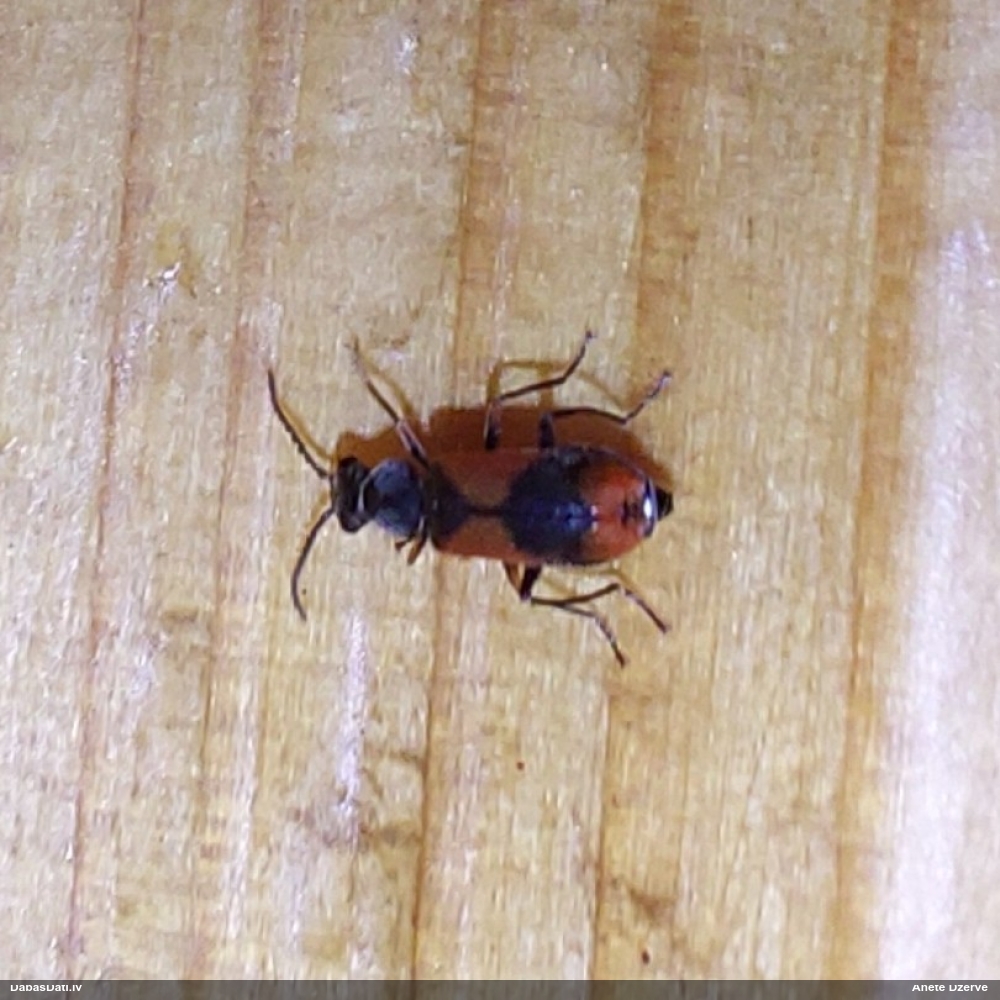 Māņmīkstspārnis Anthocomus equestris