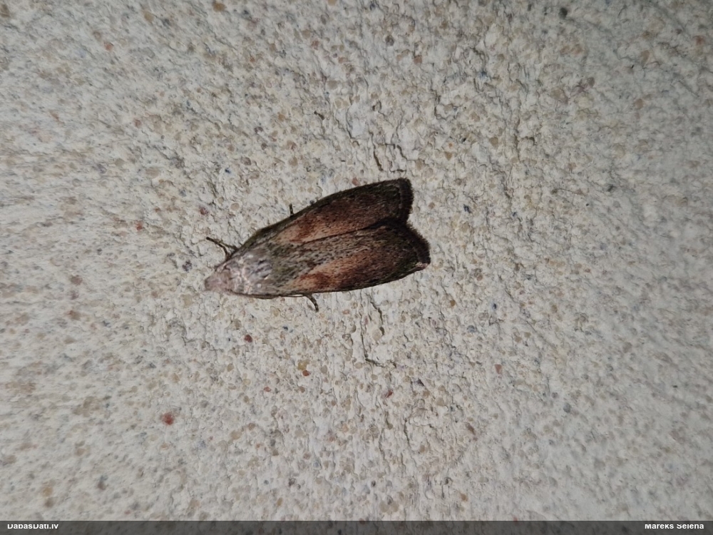 Svilnis Aphomia sociella