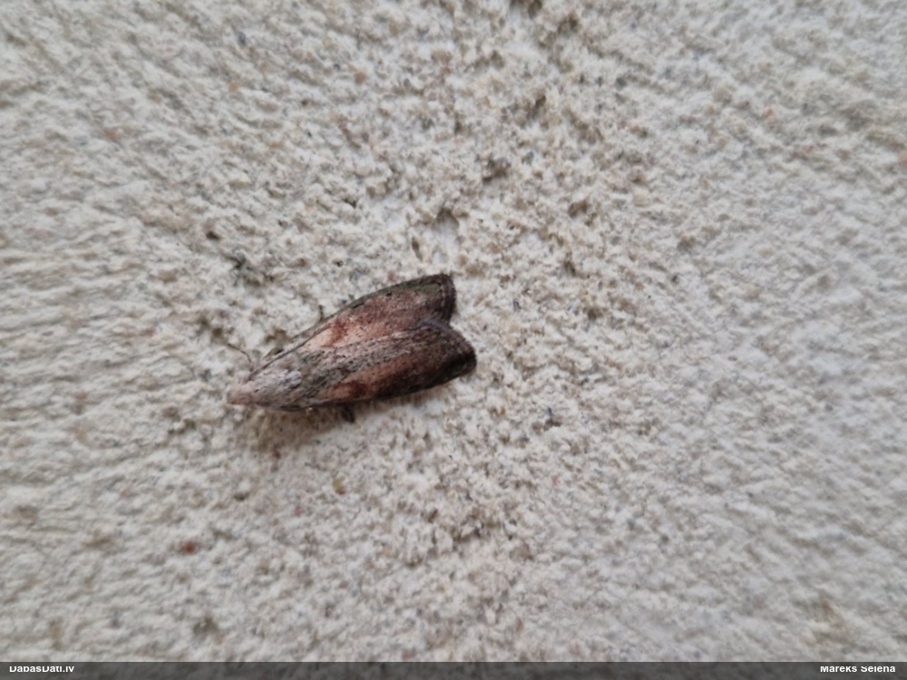 Svilnis Aphomia sociella