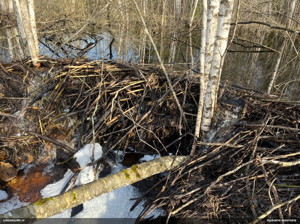 обыкновенный бобр