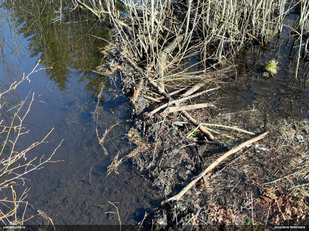 обыкновенный бобр