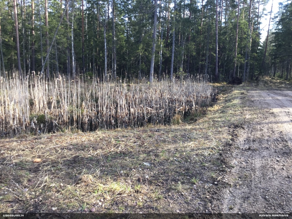 травяная лягушка