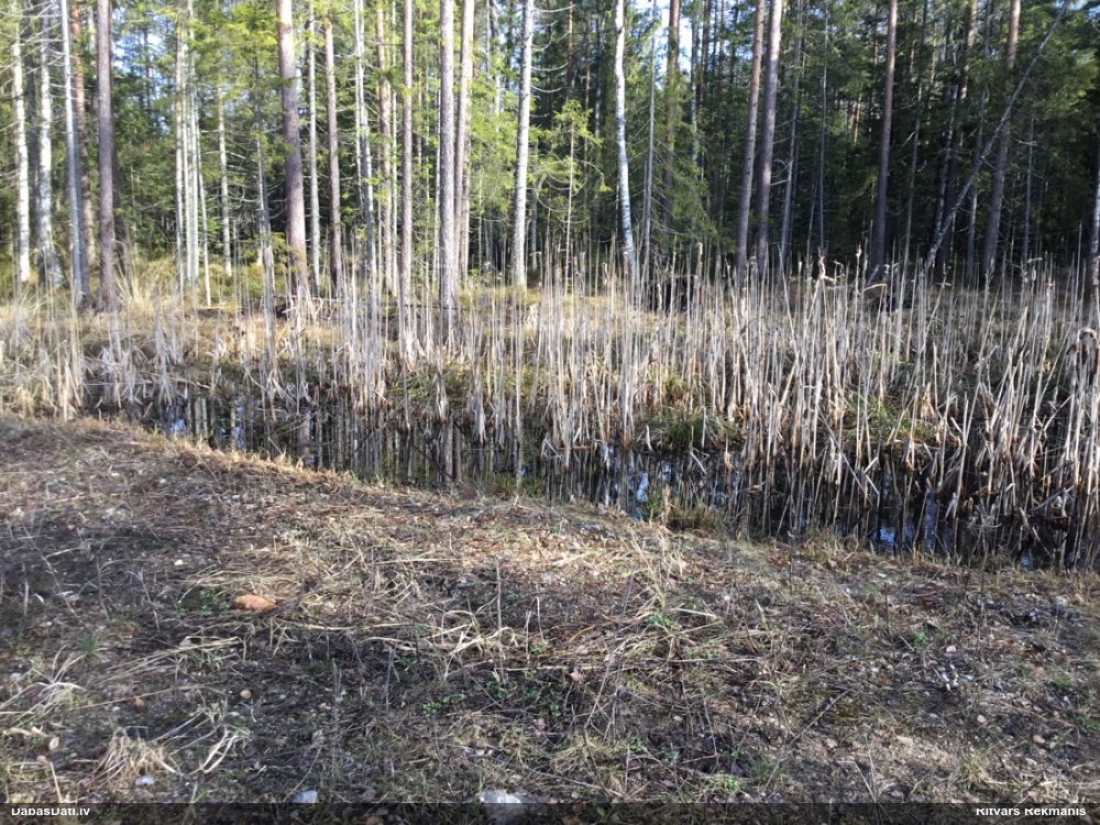 травяная лягушка