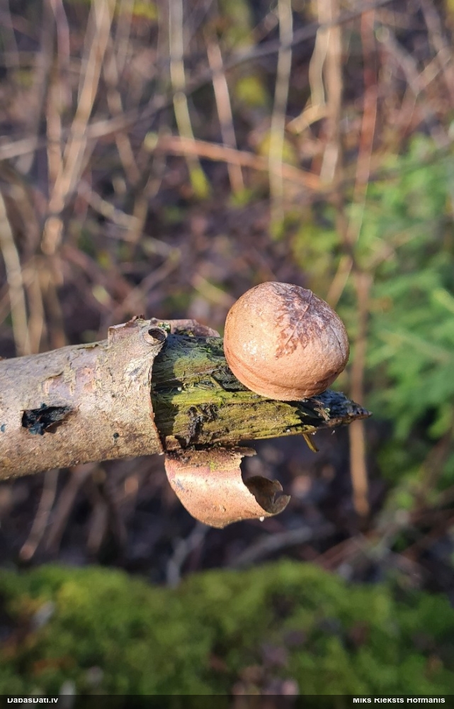 Pūpēdis (nenoteikts)