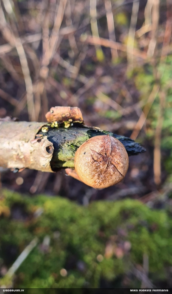 Pūpēdis (nenoteikts)