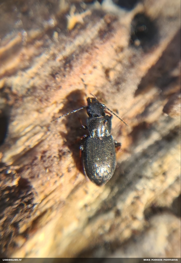 Skrejvabole Pterostichus oblongopunctatus