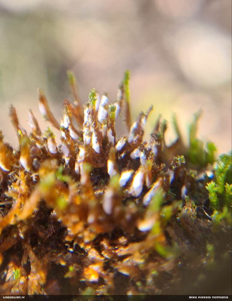 Sēne uz sūnas (nenoteikta)