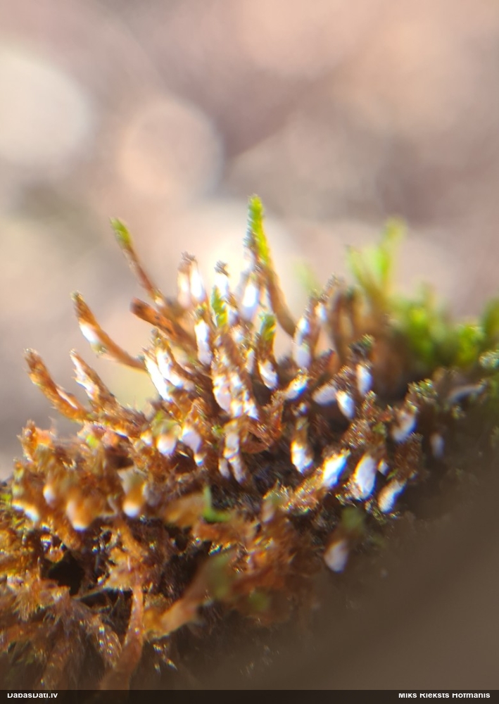 Sēne uz sūnas (nenoteikta)