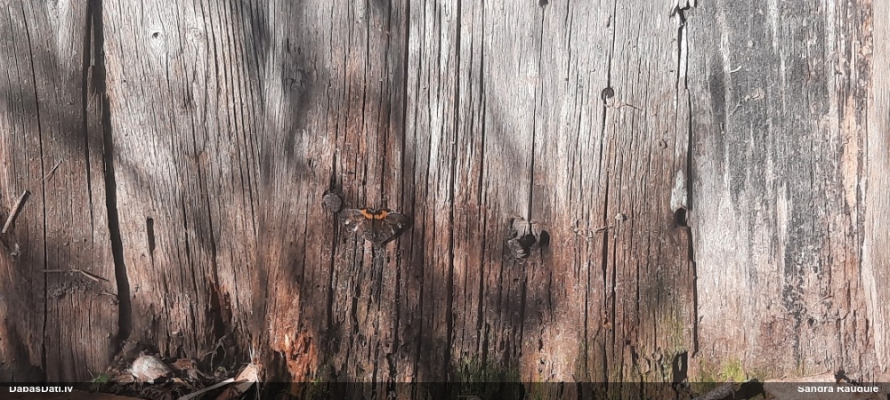 Bērzu pavasarsprīžmetis