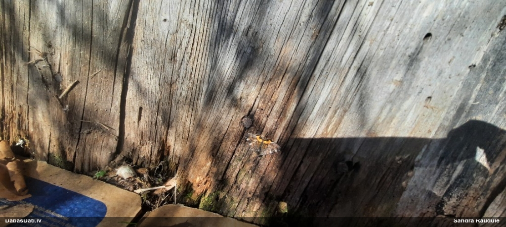 Bērzu pavasarsprīžmetis