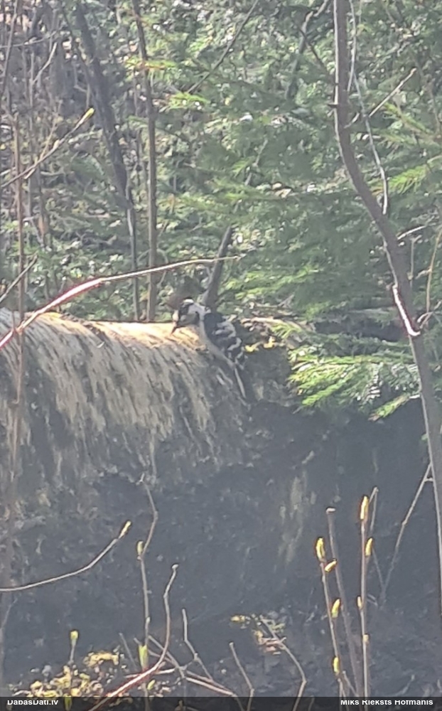 малый пестрый дятел