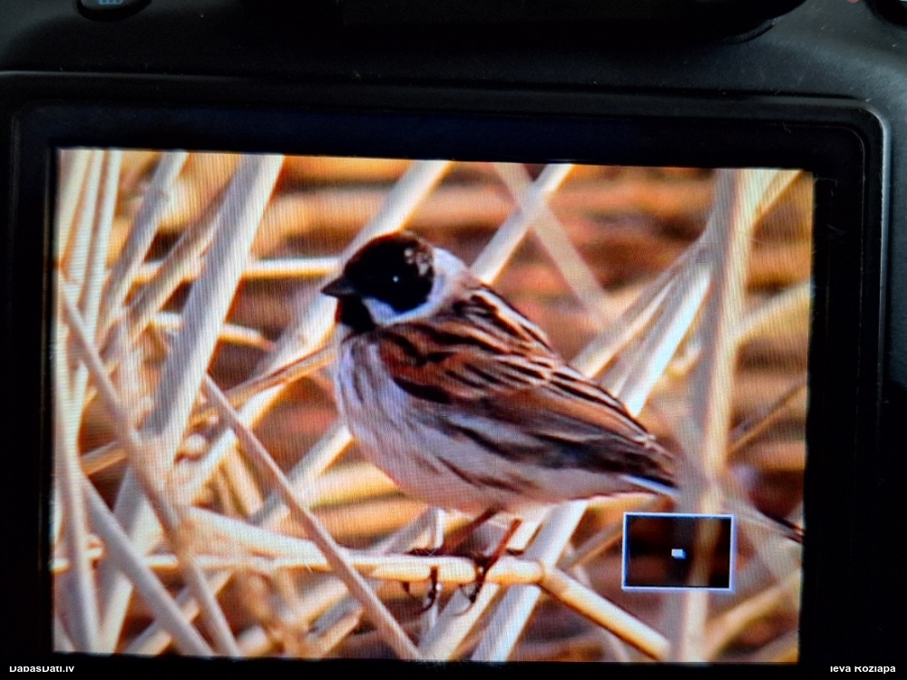 камышевая овсянка