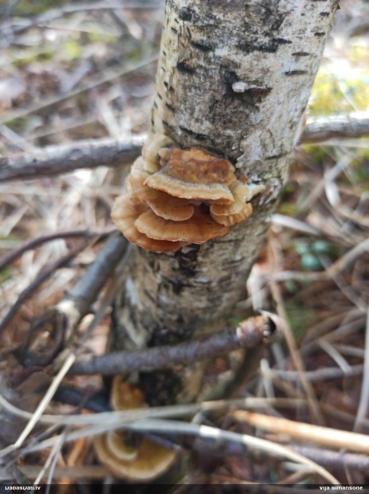 Dzeltenā tauriņpiepe