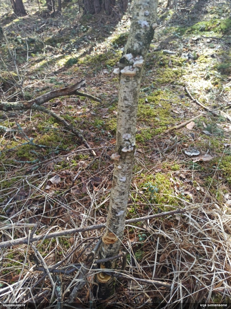 Dzeltenā tauriņpiepe