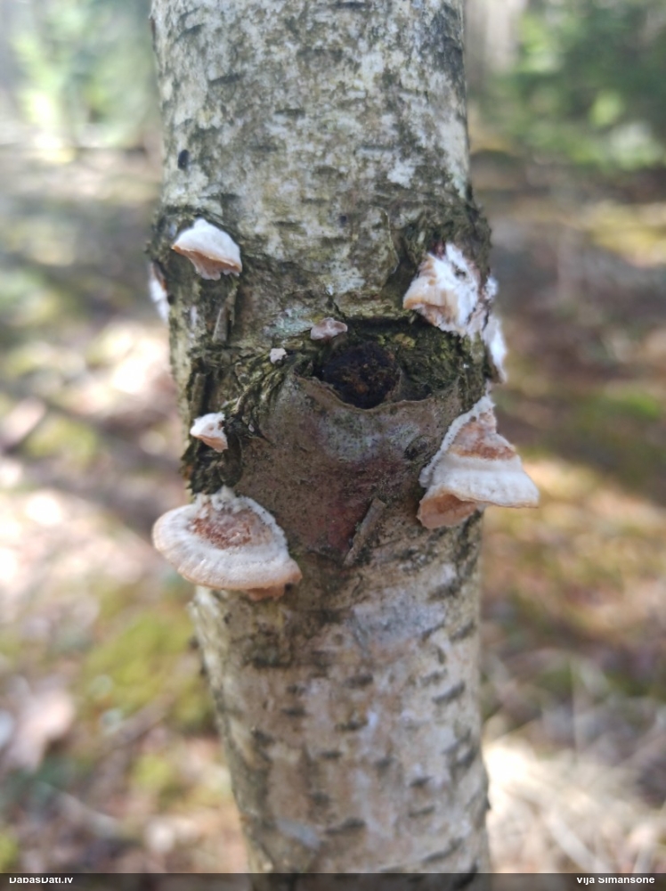 Dzeltenā tauriņpiepe