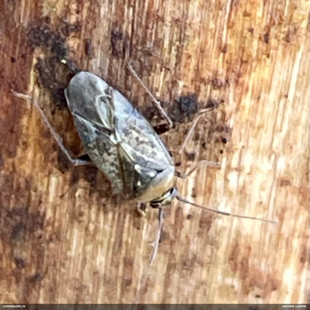 Mīkstblakts Lygus rugulipennis