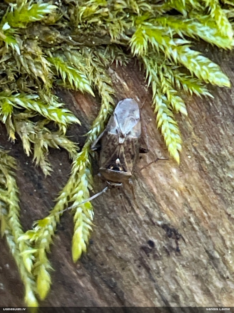 Mīkstblakts Lygus rugulipennis