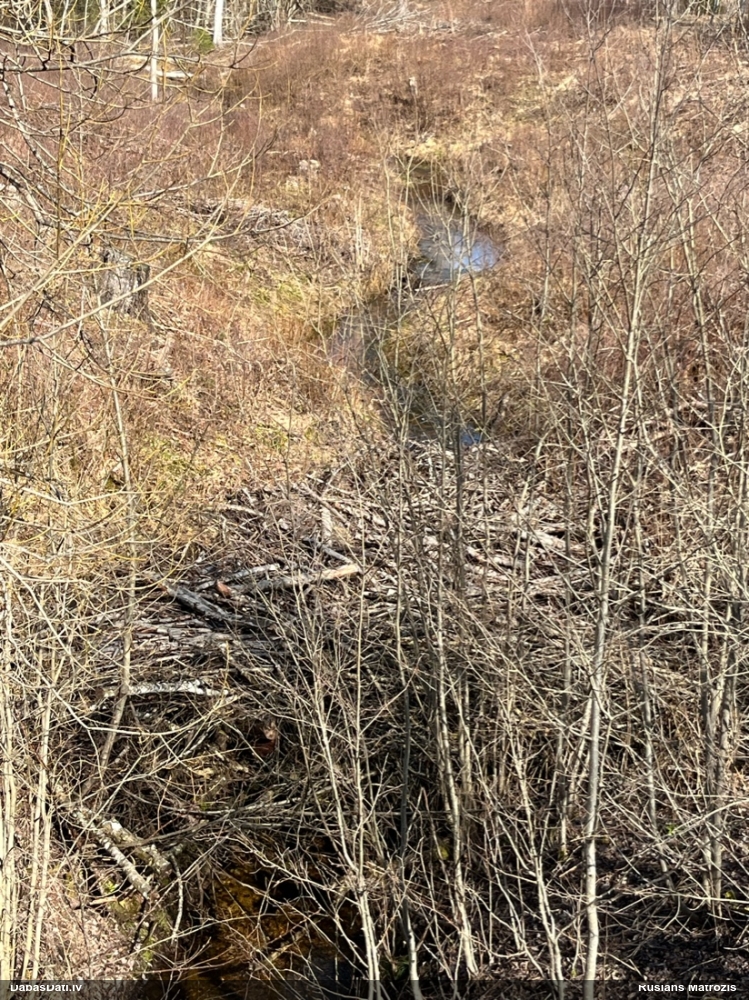 обыкновенный бобр