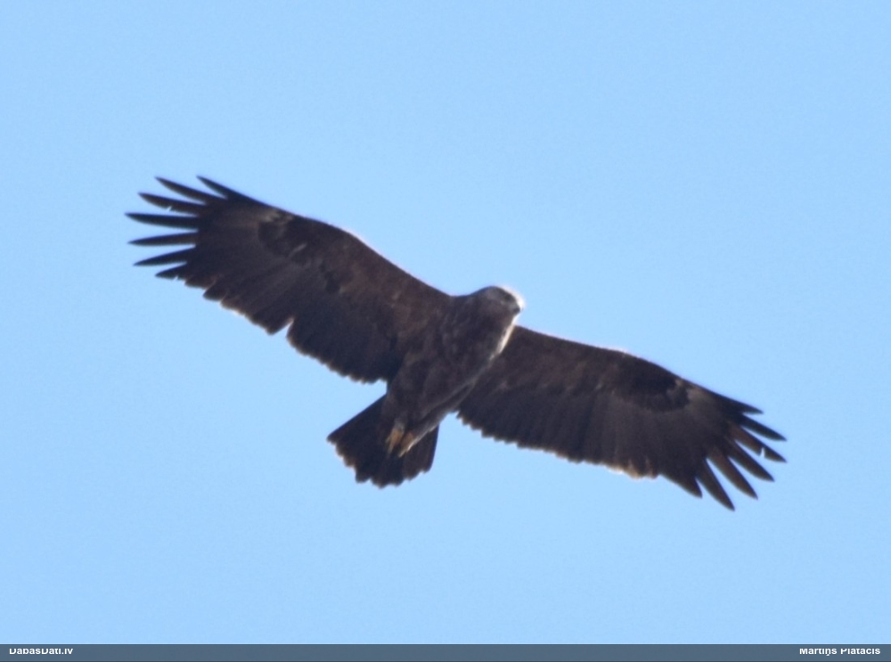 малый подорлик