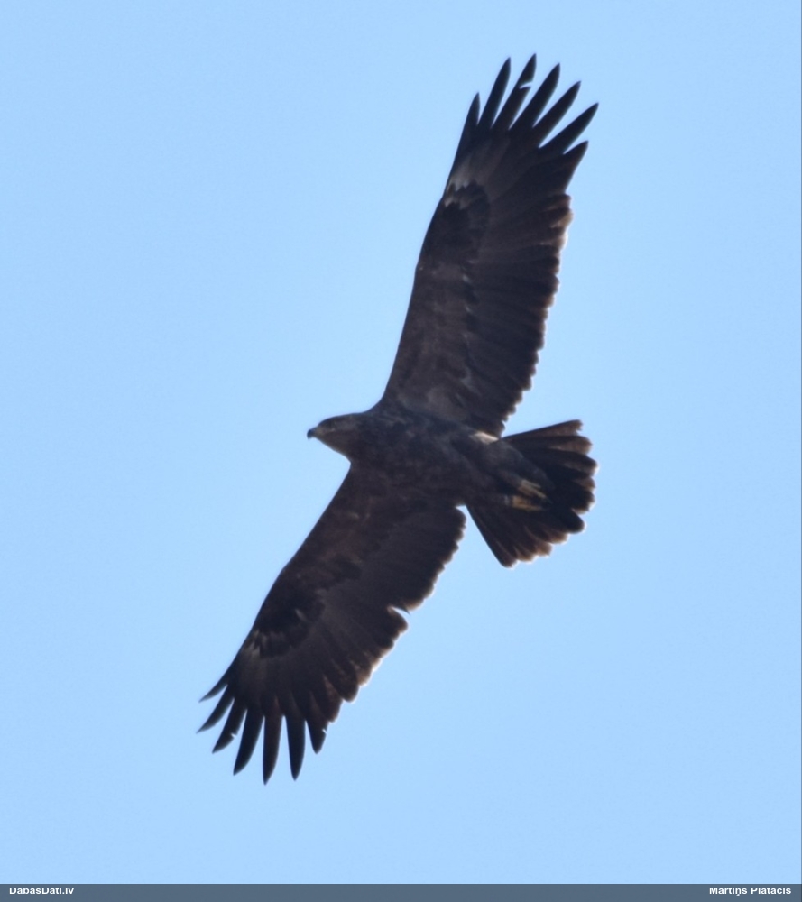 малый подорлик