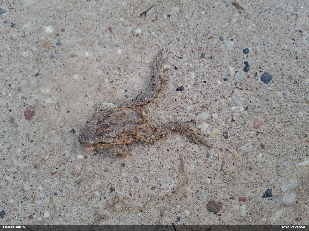 обыкновенная жаба