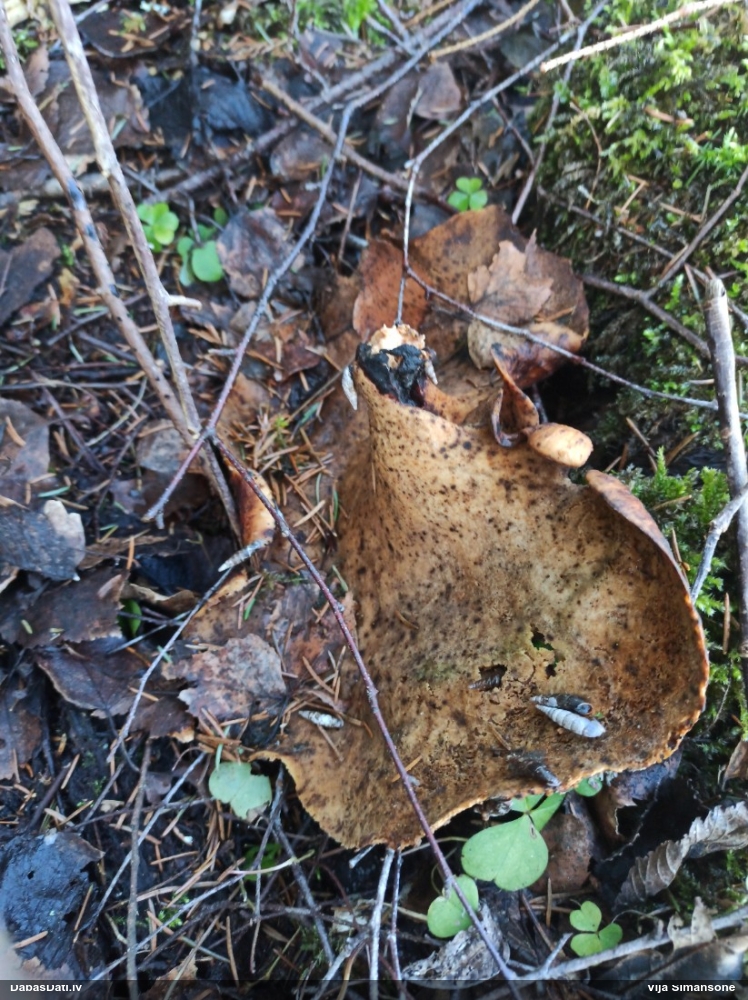 Kastaņbrūnā kātiņpiepe